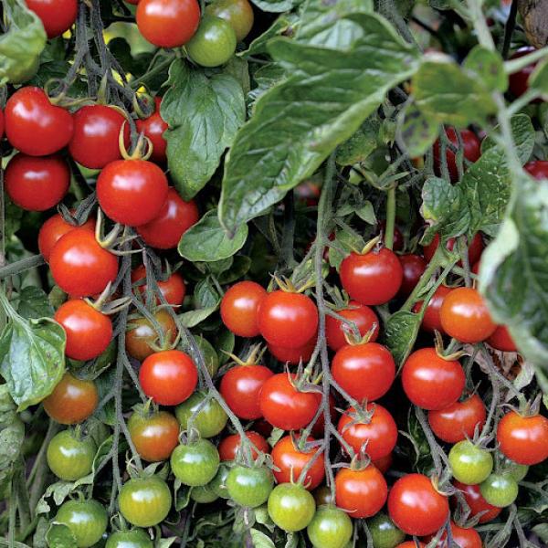 Cherry (Çeri) Domates Fidesi