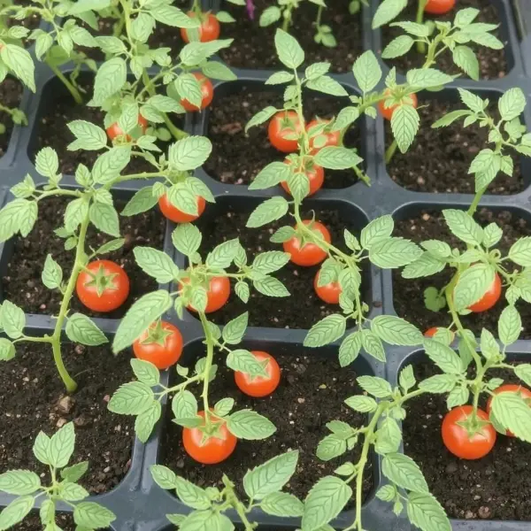 Cherry (Çeri) Domates Fidesi