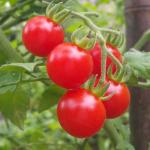 Cherry (Çeri) Domates Fidesi