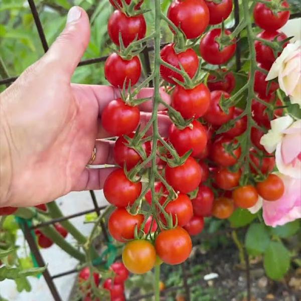 Cherry (Çeri) Domates Fidesi