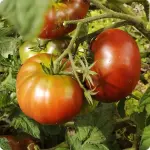 Çikolata Domates Fidesi