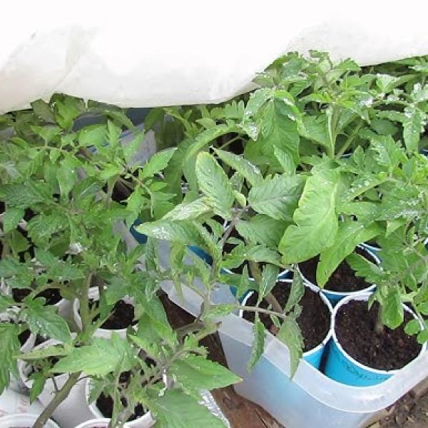 Çikolata Domates Fidesi