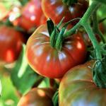 Çikolata Domates Fidesi