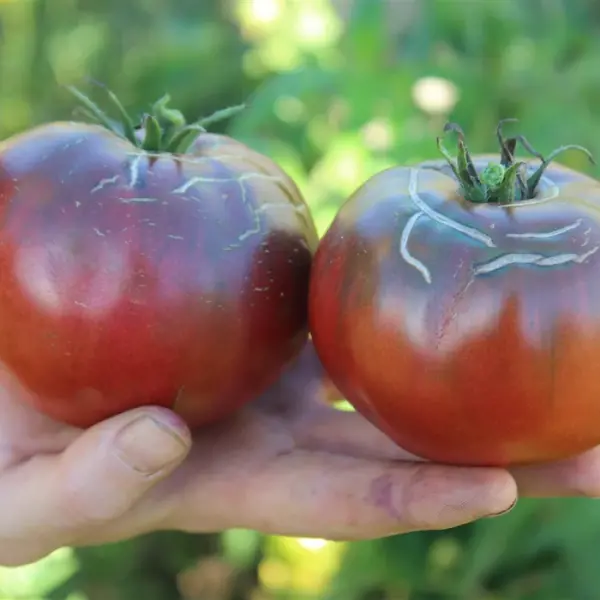 Çikolata Domates Fidesi