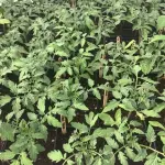 Çikolata Domates Fidesi