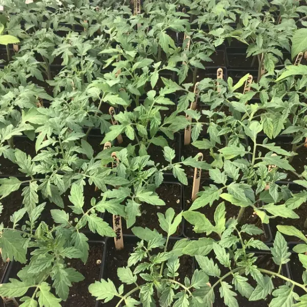 Çikolata Domates Fidesi