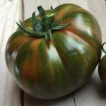 Çikolata Domates Fidesi