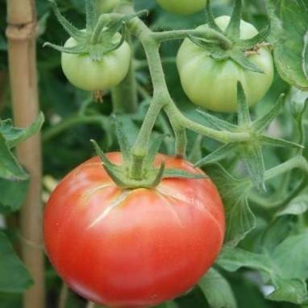 Organik Domates Fidesi Satış