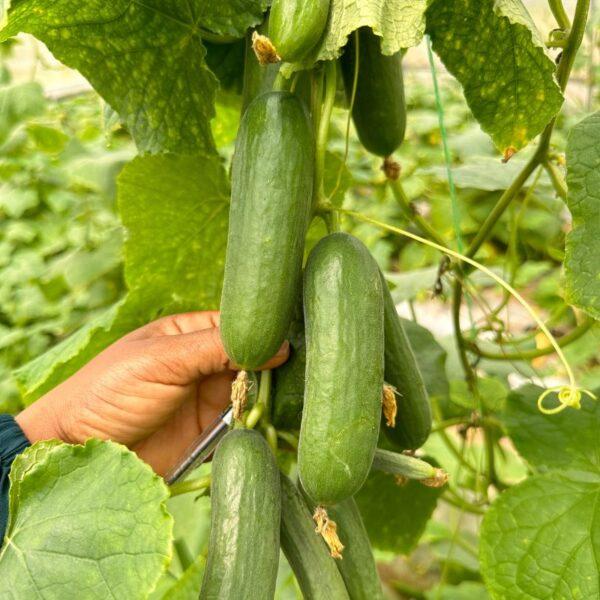 Organik Salatalık Fidesi