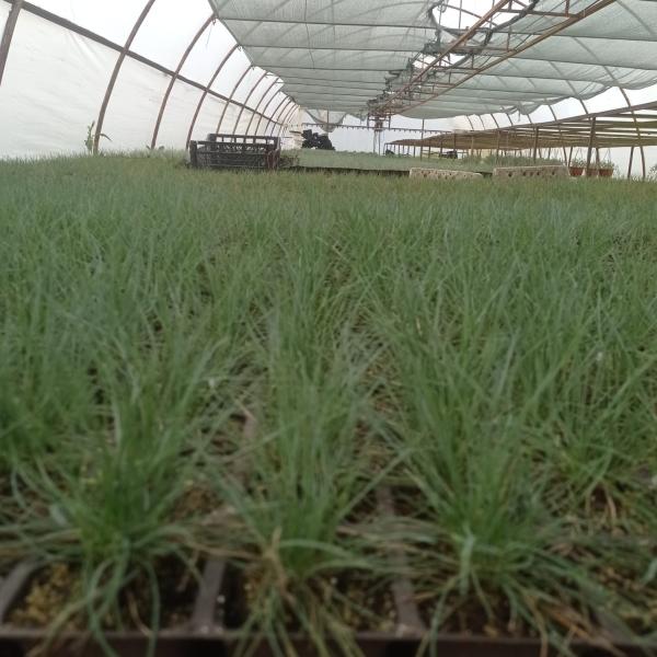 Mavi Osmanlı Çimi , Festuca Glauca, 30 TL