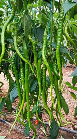 Organik Biber Fidesi