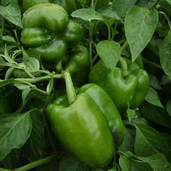 Dolma biber fidesi organik