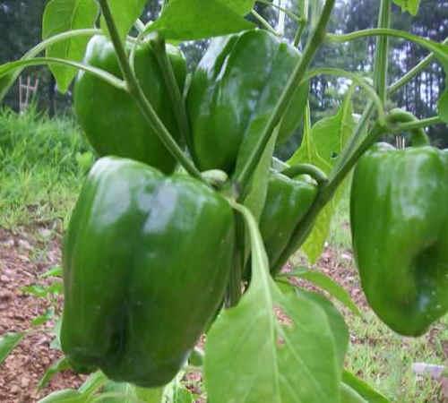 Dolma biber fidesi organik