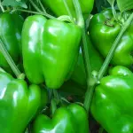 Dolma biber fidesi organik