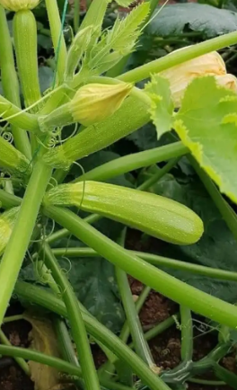 Organik Kabak Fidesi