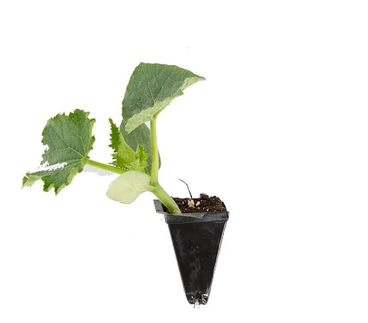 Organik Salatalık Fidesi