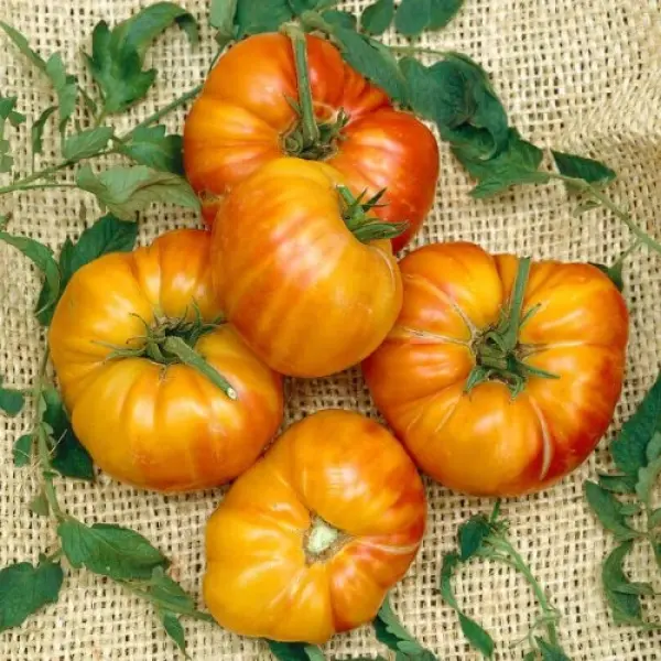 Organik Sarı Köy Domates Fidesi