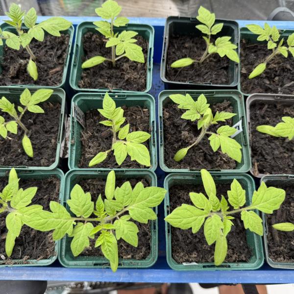 Organik Sarı Köy Domates Fidesi