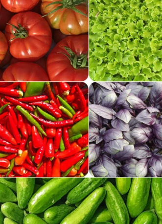 Organik Sebze Fideleri