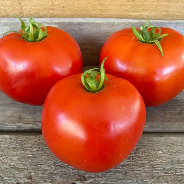 Organik Domates Fidesi Satış