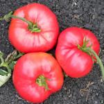 Organik Pembe Domates Fidesi