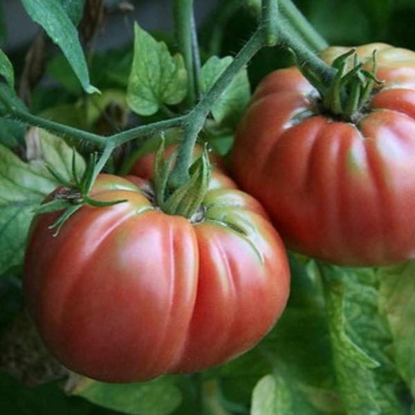 Organik Pembe Domates Fidesi