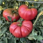 Organik Pembe Domates Fidesi