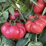 Organik Pembe Domates Fidesi