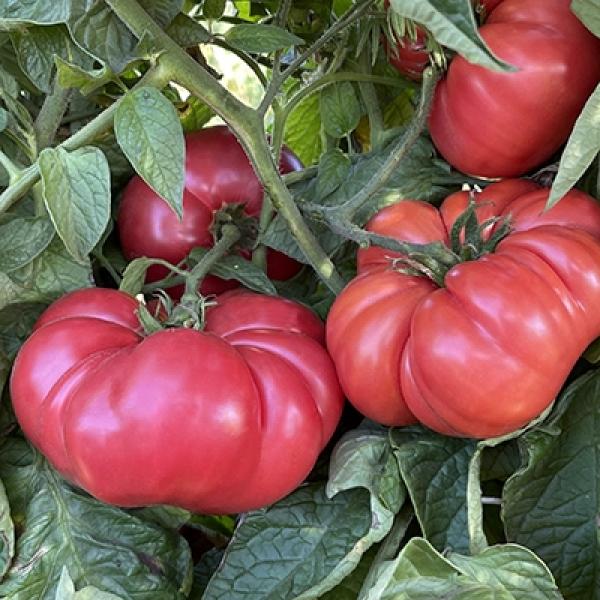 Organik Pembe Domates Fidesi