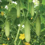 Organik Salatalık Fidesi