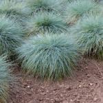 Osmanlı Çimi - organikfide.com.tr