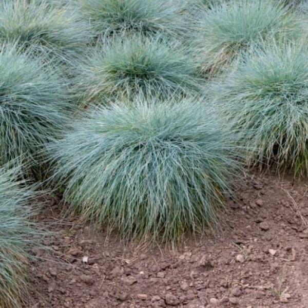 Osmanlı Çimi - organikfide.com.tr