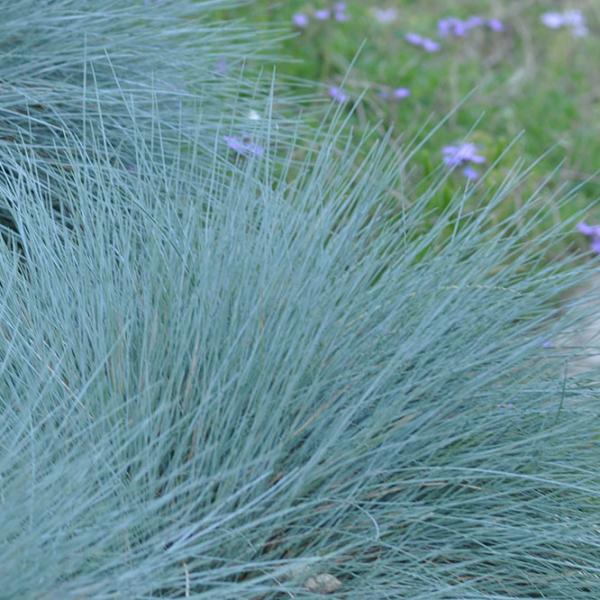 Osmanlı Çimi - organikfide.com.tr