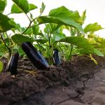 Organik Patlıcan Fidesi