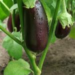 Organik Patlıcan Fidesi