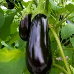 Organik Patlıcan Fidesi