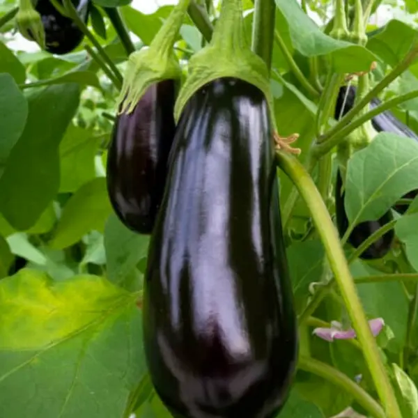 Organik Patlıcan Fidesi