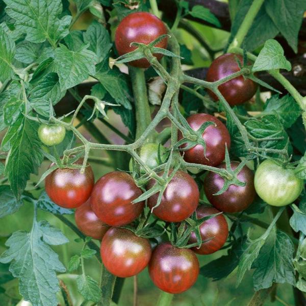 Organik Cherry Domates Tohumları