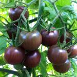 Organik Cherry Domates Tohumları
